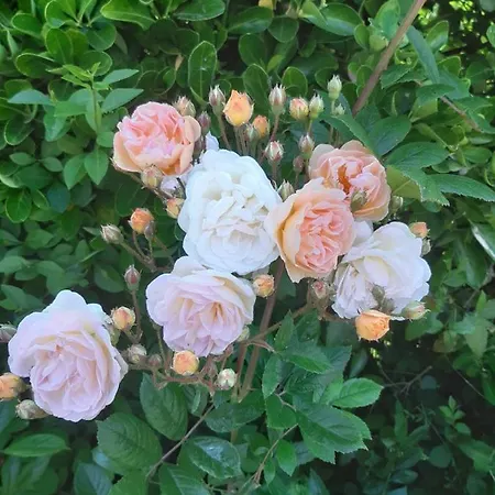 La Maison Pelloquin ベルニエール・シュル・メール