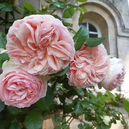 La Maison Pelloquin Bed and breakfast *