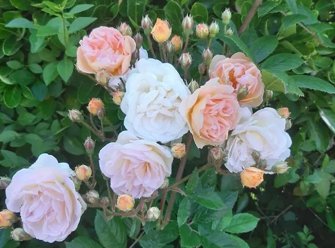 La Maison Pelloquin Bernières-sur-Mer
