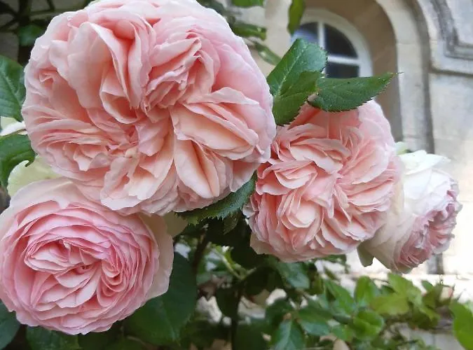 La Maison Pelloquin Bed & Breakfast 4*